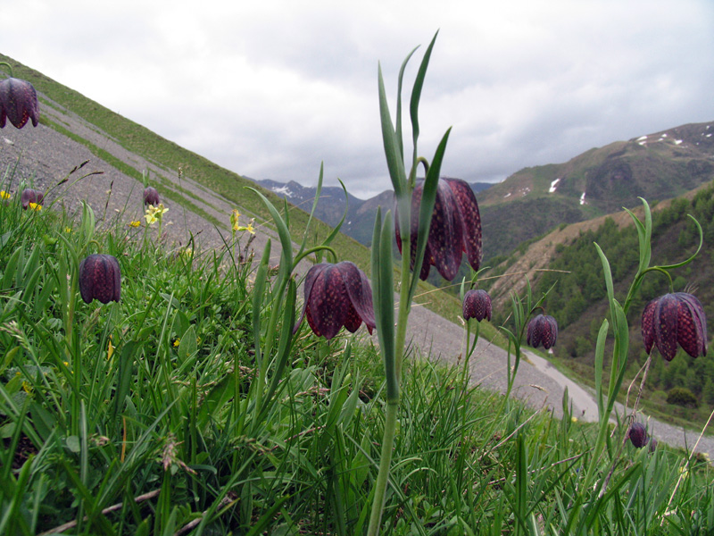 Il raduno in Val Camonica 8/6/2008